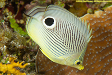 foureye butterflyfish